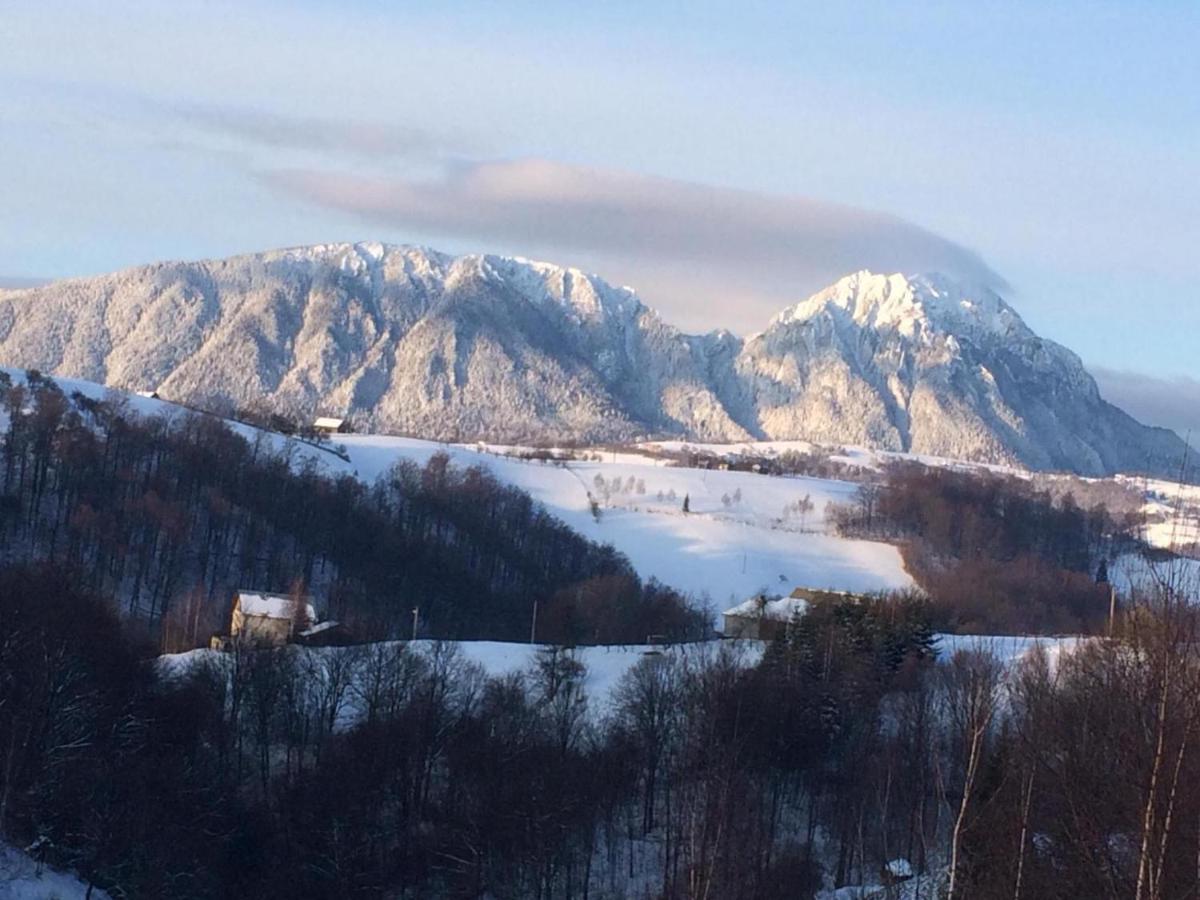 Cabana 7 Brazi Poiana Mărului Exteriör bild