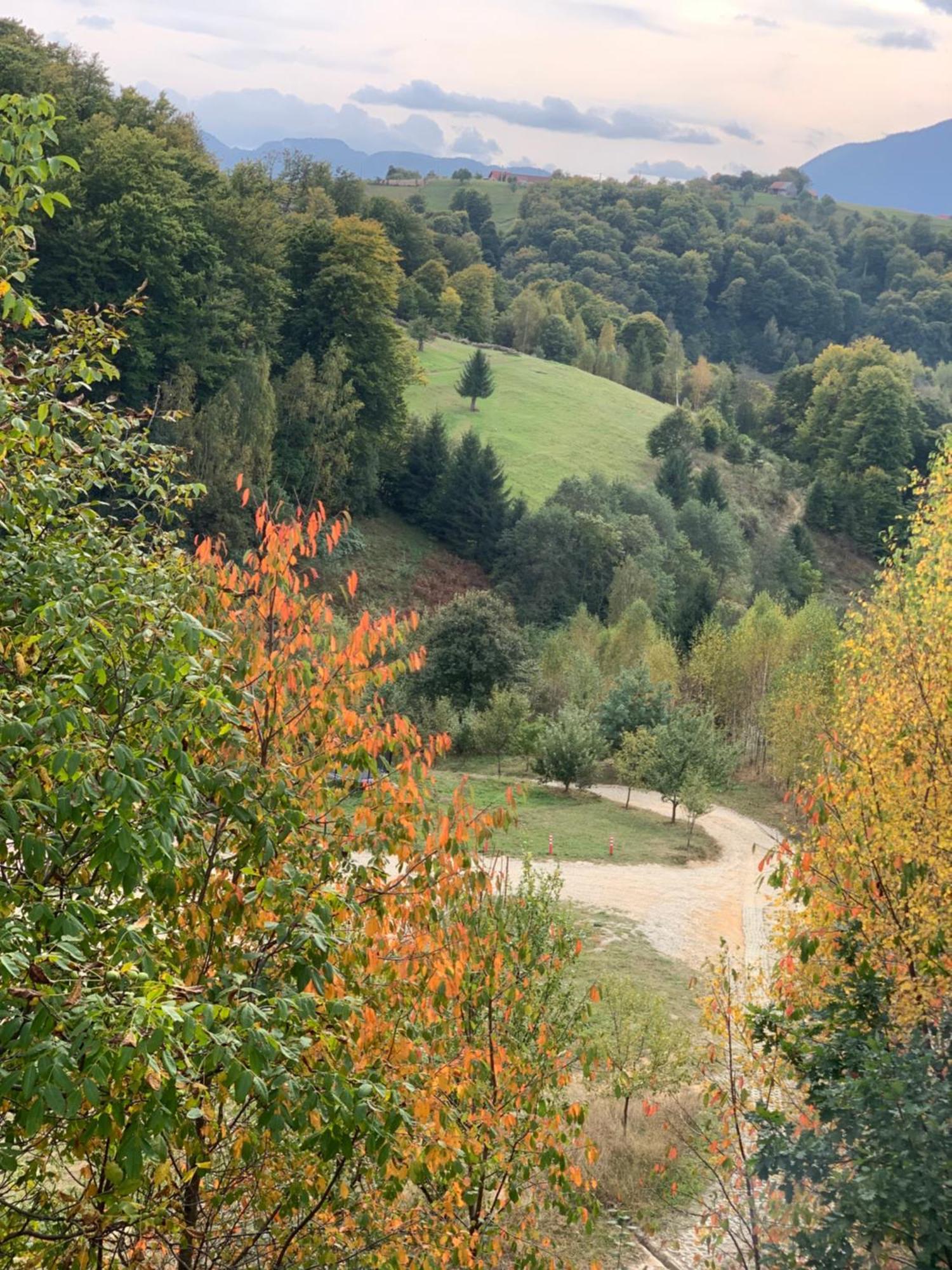 Cabana 7 Brazi Poiana Mărului Exteriör bild